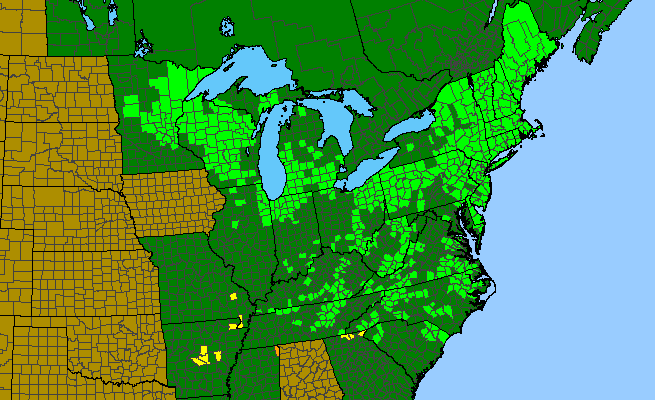 The range of Spiraea tomentosa